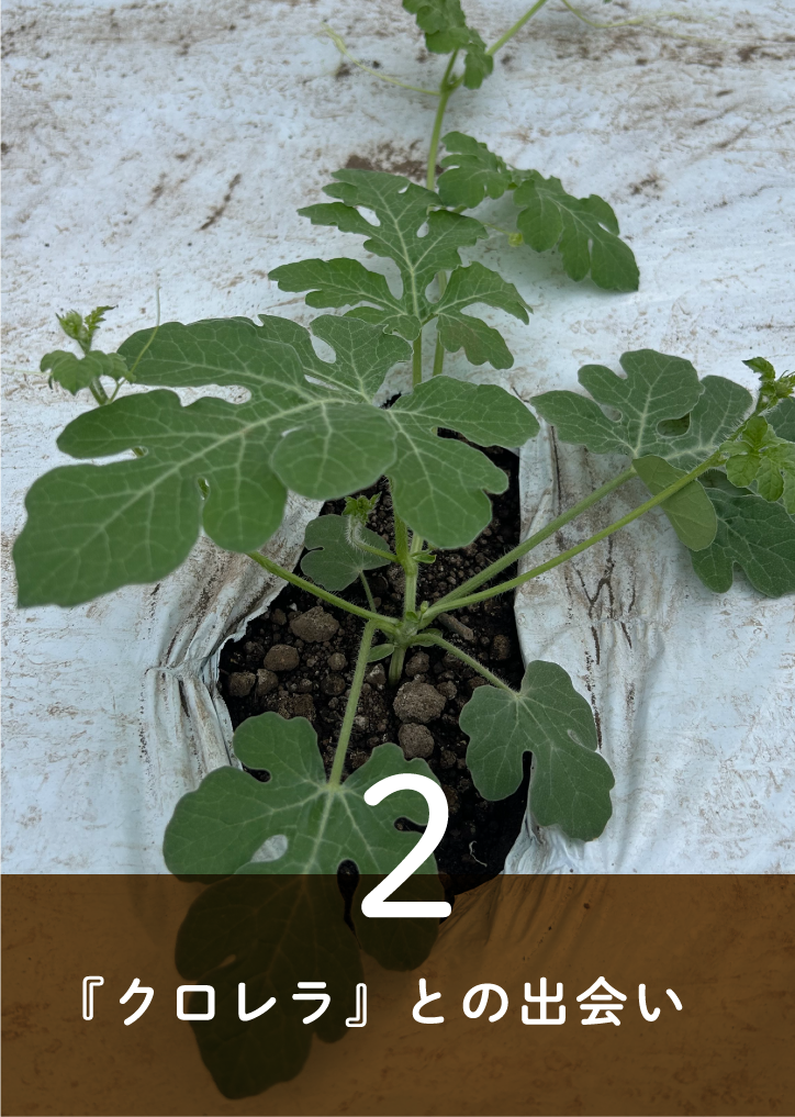 『クロレラ』との出会い
