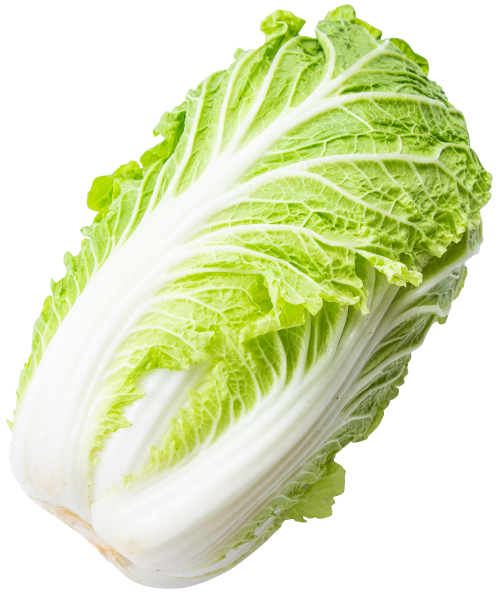 白菜